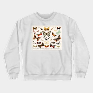 1894 Antique Butterfly Classification Illustration Crewneck Sweatshirt